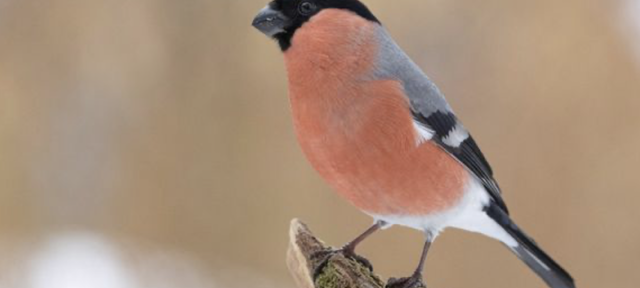 Dompap har aldri før blitt sett i så mange hager i Norge som denne vinteren. Foto: Frode Falkenberg / BirdLife Norge.