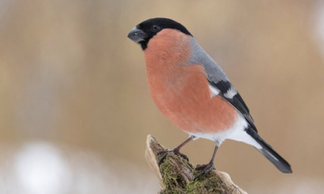 Dompap har aldri før blitt sett i så mange hager i Norge som denne vinteren. Foto: Frode Falkenberg / BirdLife Norge.