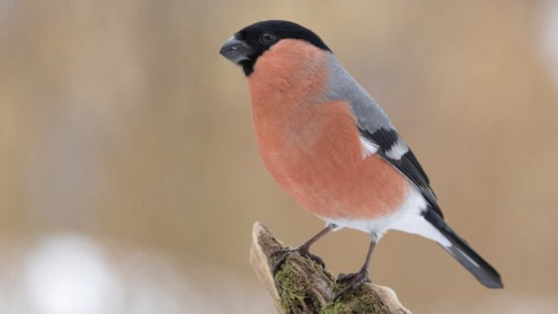 Dompap har aldri før blitt sett i så mange hager i Norge som denne vinteren. Foto: Frode Falkenberg / BirdLife Norge.