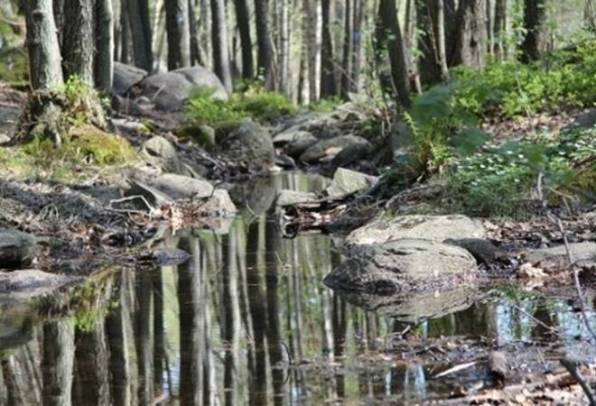 naturbilde med bekk og skog