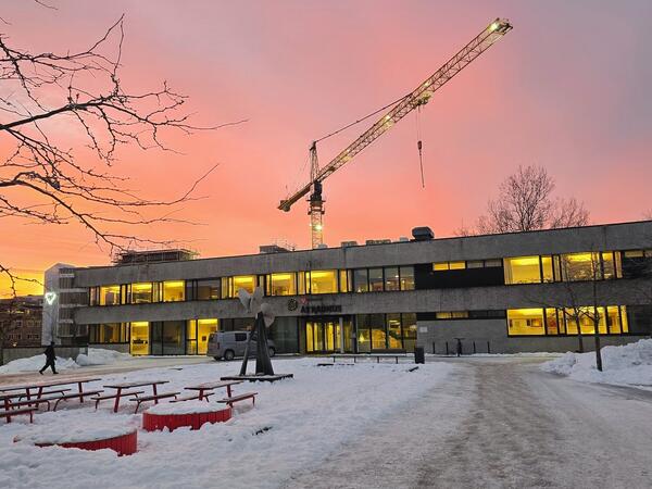 Foto av krana i Sentrumshagen i solnedgang