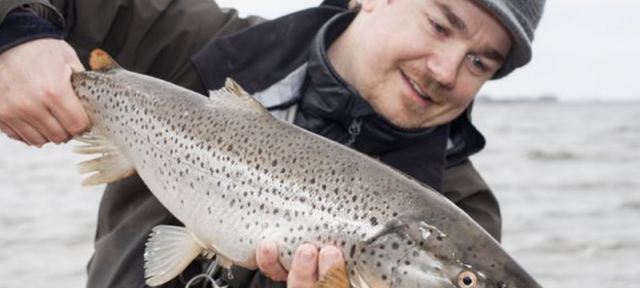 Tommy Egra er aktiv sjøørretfisker og fagansvarlig i Fishbuddy. Nå lanserer de norske apputviklerne et nytt verktøy som viser hvor det er letteste å fange sjøørret i mars og april.