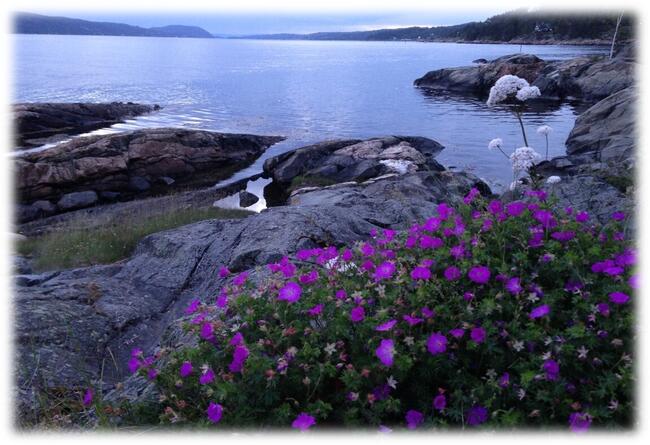 Blomster i havgapet