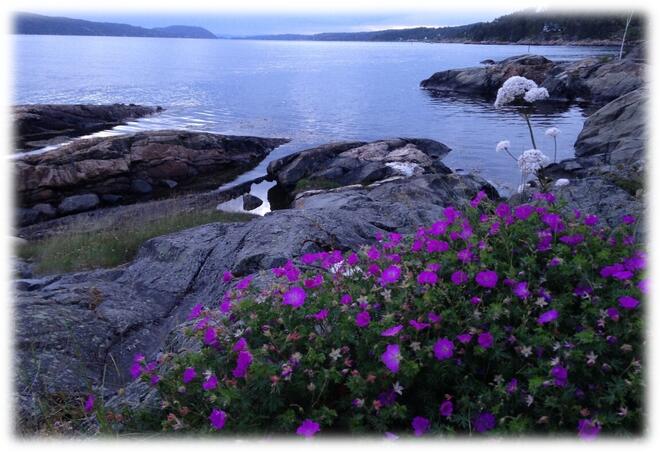 Blomster i havgapet