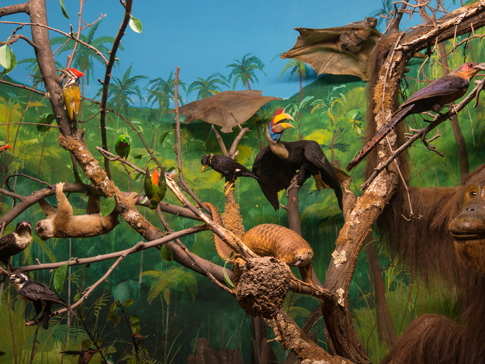 På Zoologisk museum kan du se knopphormfugl, beltedyr og orangutang. (Foto: NHM)