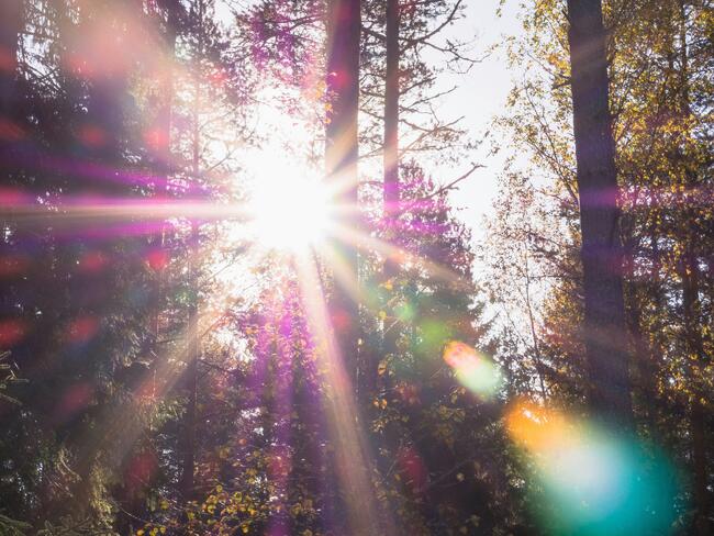Fotografi av solskinn i skog