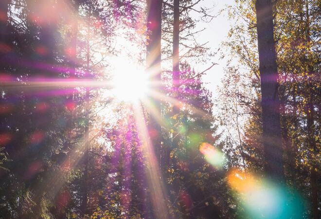 Fotografi av solskinn i skog