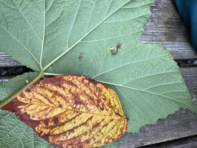 Bilde september