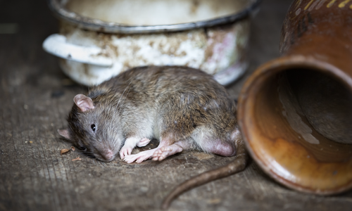 Mus er på toppen av lista over skadedyr flest sier at de har hatt inne hos seg. Foto: Pixabay
