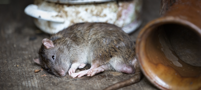 Mus er på toppen av lista over skadedyr flest sier at de har hatt inne hos seg. Foto: Pixabay