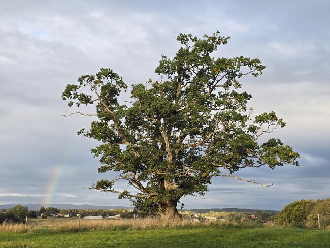 bilde av Eika på Kjerringjordet med regnbue
