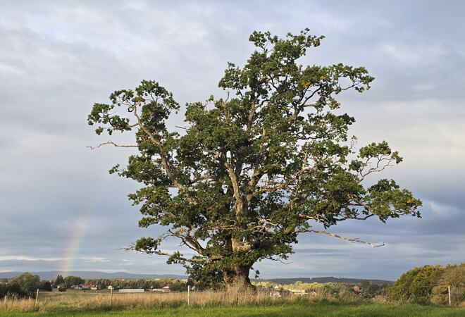 bilde av Eika på Kjerringjordet med regnbue