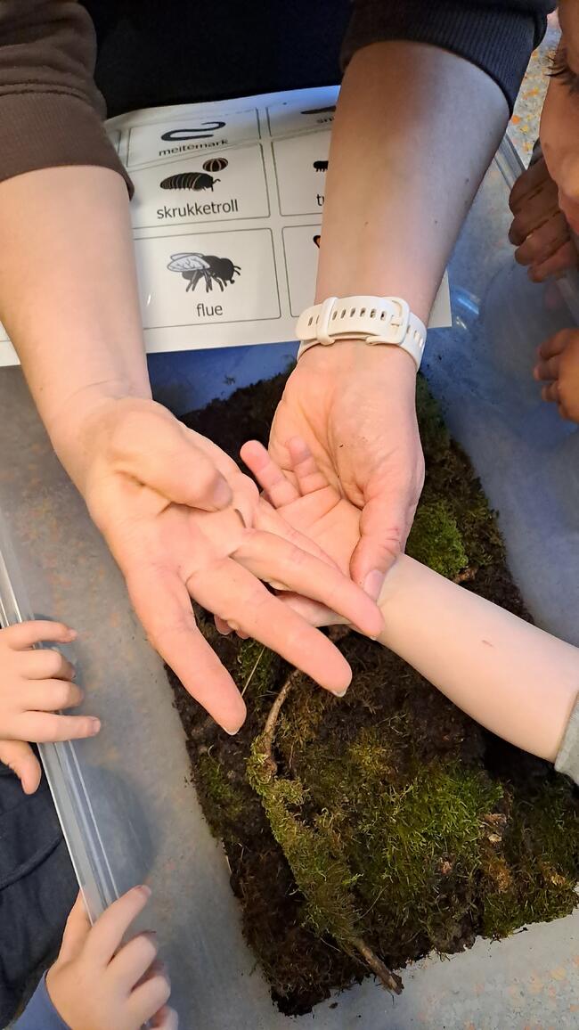 Vi finner småkryp i terrariet vårt