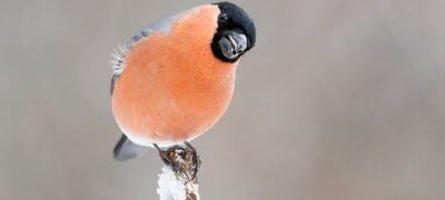 Dompap er en klassisk fuglebrettart, og den har hatt gode resultater under Hagefugltellingen de siste årene. Det blir spennende å se hvordan tellingen blir i år? BirdLife Norge inviterer til telledugnad for å finne det ut 24. og 25. januar 2026. Foto: Frode Falkenberg / BirdLife Norge.