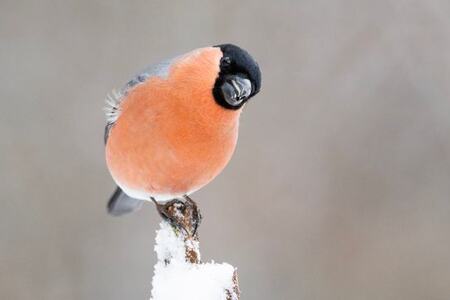 Dompap er en klassisk fuglebrettart, og den har hatt gode resultater under Hagefugltellingen de siste årene. Det blir spennende å se hvordan tellingen blir i år? BirdLife Norge inviterer til telledugnad for å finne det ut 24. og 25. januar 2026. Foto: Frode Falkenberg / BirdLife Norge.
