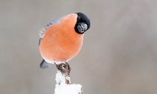 Dompap er en klassisk fuglebrettart, og den har hatt gode resultater under Hagefugltellingen de siste årene. Det blir spennende å se hvordan tellingen blir i år? BirdLife Norge inviterer til telledugnad for å finne det ut 24. og 25. januar 2026. Foto: Frode Falkenberg / BirdLife Norge. Dompap er en klassisk fuglebrettart, og den har hatt gode resultater under Hagefugltellingen de siste årene. Det blir spennende å se hvordan tellingen blir i år? BirdLife Norge inviterer til telledugnad for å finne det ut 24. og 25. januar 2026. Foto: Frode Falkenberg / BirdLife Norge.