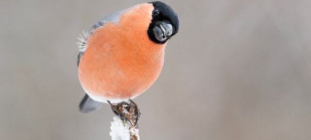 Dompap er en klassisk fuglebrettart, og den har hatt gode resultater under Hagefugltellingen de siste årene. Det blir spennende å se hvordan tellingen blir i år? BirdLife Norge inviterer til telledugnad for å finne det ut 24. og 25. januar 2026. Foto: Frode Falkenberg / BirdLife Norge. Dompap er en klassisk fuglebrettart, og den har hatt gode resultater under Hagefugltellingen de siste årene. Det blir spennende å se hvordan tellingen blir i år? BirdLife Norge inviterer til telledugnad for å finne det ut 24. og 25. januar 2026. Foto: Frode Falkenberg / BirdLife Norge.