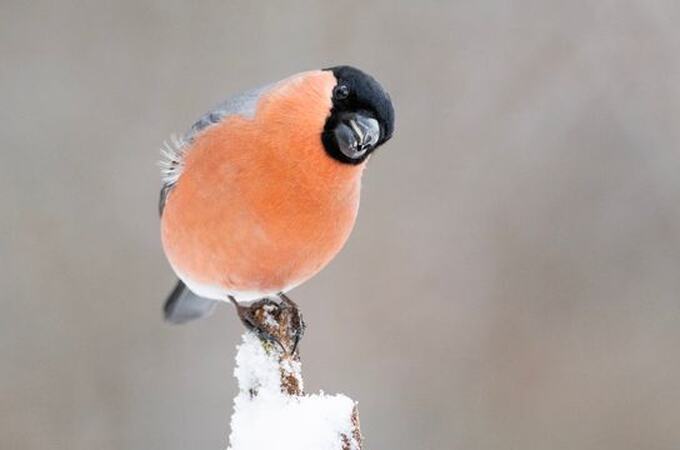 Dompap er en klassisk fuglebrettart, og den har hatt gode resultater under Hagefugltellingen de siste årene. Det blir spennende å se hvordan tellingen blir i år? BirdLife Norge inviterer til telledugnad for å finne det ut 24. og 25. januar 2026. Foto: Frode Falkenberg / BirdLife Norge. Dompap er en klassisk fuglebrettart, og den har hatt gode resultater under Hagefugltellingen de siste årene. Det blir spennende å se hvordan tellingen blir i år? BirdLife Norge inviterer til telledugnad for å finne det ut 24. og 25. januar 2026. Foto: Frode Falkenberg / BirdLife Norge.