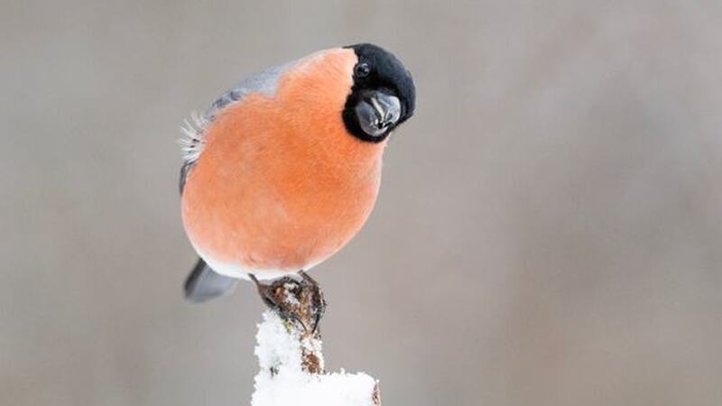 Dompap er en klassisk fuglebrettart, og den har hatt gode resultater under Hagefugltellingen de siste årene. Det blir spennende å se hvordan tellingen blir i år? BirdLife Norge inviterer til telledugnad for å finne det ut 24. og 25. januar 2026. Foto: Frode Falkenberg / BirdLife Norge. Dompap er en klassisk fuglebrettart, og den har hatt gode resultater under Hagefugltellingen de siste årene. Det blir spennende å se hvordan tellingen blir i år? BirdLife Norge inviterer til telledugnad for å finne det ut 24. og 25. januar 2026. Foto: Frode Falkenberg / BirdLife Norge.