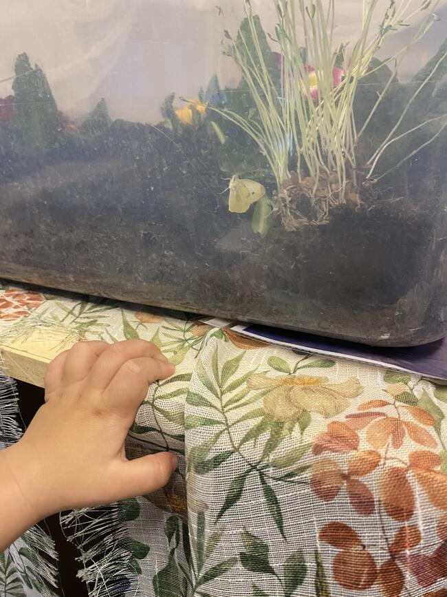 Vi har fått en kålsommerfugl Bilde av en kålsommerfugl i et terrarium, med en barnehånd foran