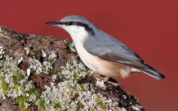 14 000 spettmeis ble sett i nesten 7 000 hager under Hagefugltellingen. Arten har økt sin utbredelse i Norge de siste 30 årene, og har aldri vært vanligere enn i dag. Foto: Frode Falkenberg / BirdLife Norge.