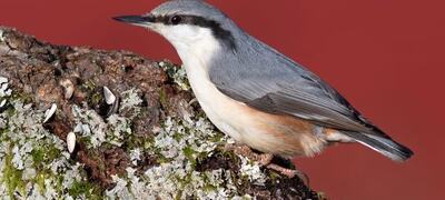 14 000 spettmeis ble sett i nesten 7 000 hager under Hagefugltellingen. Arten har økt sin utbredelse i Norge de siste 30 årene, og har aldri vært vanligere enn i dag. Foto: Frode Falkenberg / BirdLife Norge.
