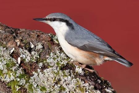 14 000 spettmeis ble sett i nesten 7 000 hager under Hagefugltellingen. Arten har økt sin utbredelse i Norge de siste 30 årene, og har aldri vært vanligere enn i dag. Foto: Frode Falkenberg / BirdLife Norge.