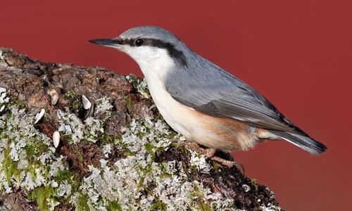 14 000 spettmeis ble sett i nesten 7 000 hager under Hagefugltellingen. Arten har økt sin utbredelse i Norge de siste 30 årene, og har aldri vært vanligere enn i dag. Foto: Frode Falkenberg / BirdLife Norge.