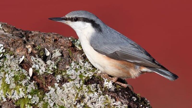 14 000 spettmeis ble sett i nesten 7 000 hager under Hagefugltellingen. Arten har økt sin utbredelse i Norge de siste 30 årene, og har aldri vært vanligere enn i dag. Foto: Frode Falkenberg / BirdLife Norge.