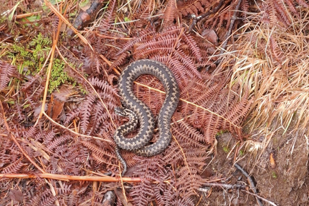 Dette var det som møtte turgåer Kent Hunskår tirsdag 24. februar. Dette var det som møtte turgåer Kent Hunskår tirsdag 24. februar. Foto: Kent Hunskår