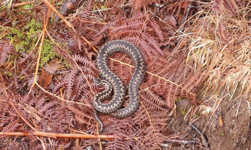 Dette var det som møtte turgåer Kent Hunskår tirsdag 24. februar. Dette var det som møtte turgåer Kent Hunskår tirsdag 24. februar. Foto: Kent Hunskår