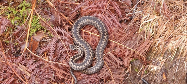 Dette var det som møtte turgåer Kent Hunskår tirsdag 24. februar. Dette var det som møtte turgåer Kent Hunskår tirsdag 24. februar. Foto: Kent Hunskår Dette var det som møtte turgåer Kent Hunskår tirsdag 24. februar. Dette var det som møtte turgåer Kent Hunskår tirsdag 24. februar. Foto: Kent Hunskår