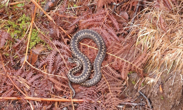 Dette var det som møtte turgåer Kent Hunskår tirsdag 24. februar. Dette var det som møtte turgåer Kent Hunskår tirsdag 24. februar. Foto: Kent Hunskår Dette var det som møtte turgåer Kent Hunskår tirsdag 24. februar. Dette var det som møtte turgåer Kent Hunskår tirsdag 24. februar. Foto: Kent Hunskår