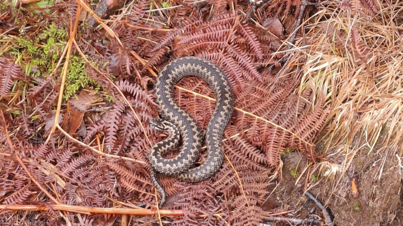 Dette var det som møtte turgåer Kent Hunskår tirsdag 24. februar. Dette var det som møtte turgåer Kent Hunskår tirsdag 24. februar. Foto: Kent Hunskår