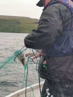 Notbasen Trond med fisk i garnet Notbasen Trond med fisk i garnet