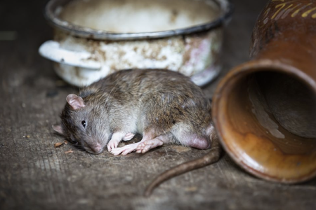 Foto: Frende Forsikring/Pixabay