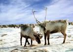 reindeer