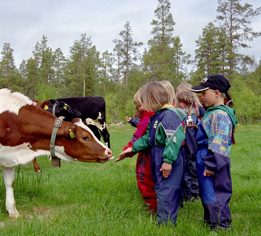 Barn hilser på kyr Barn hilser på kyr