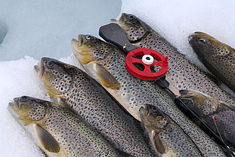 Fangst av �rret tatt under isfiske----Catch of trout from ice fishing 