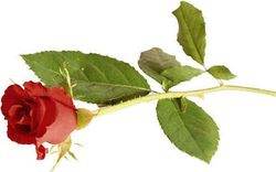 rose_250x156