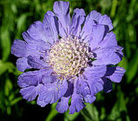 Scabiosa caucasica \\\\\\\'Kazbek\\\\\\\' 5 th_200x175